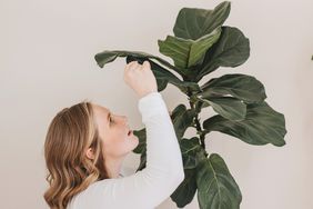 woman inspecting mealybugs on fiddle leaf fig