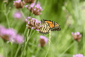 Help Pollinators with Your Garden